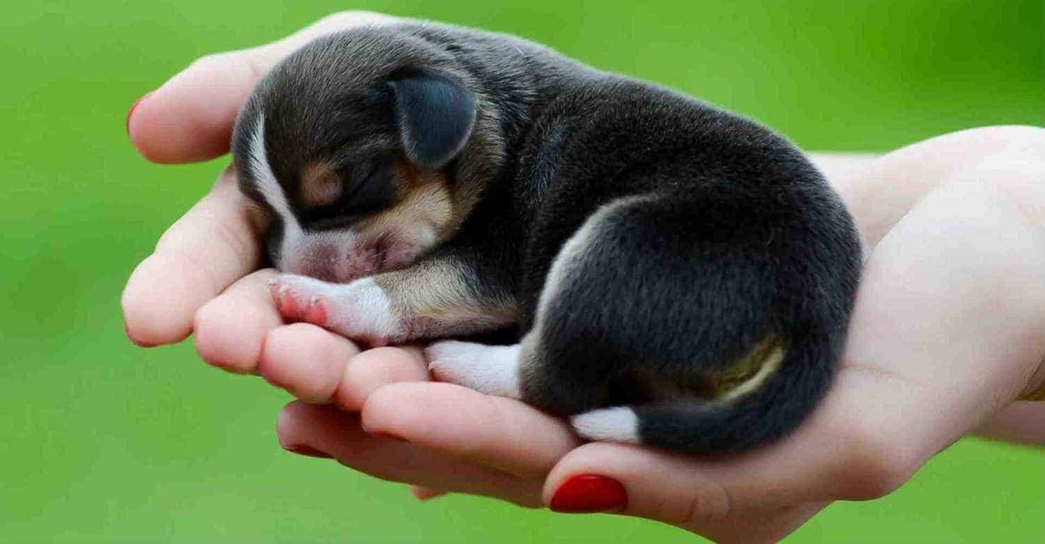 Mơ Thấy Con Chó đánh đề con gì - Những Ý Nghĩa Đằng Sau Giấc Mơ 1 mo-thay-con-cho-danh-de-con-gi-nhung-y-nghia-dang-sau-giac-mo-67809e4f6d6ee.jpg