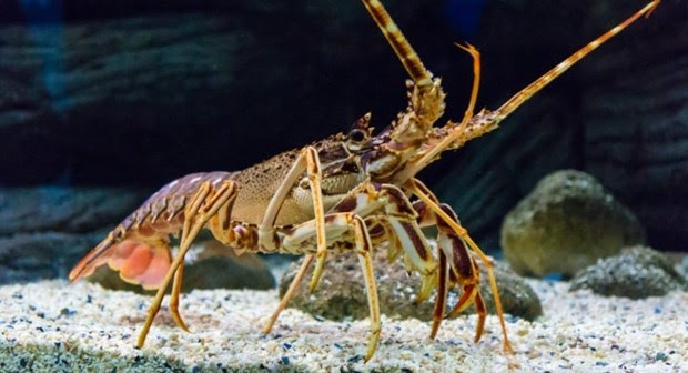 Mơ Thấy Tôm Đánh Đề Con Gì - Khám Phá Giấc Mơ và Ý Nghĩa 21 mo thay tom danh de con gi 6780988f4c065